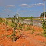 Pomar do empreendimento Melucci localizado em Itápolis no estado de São Paulo.